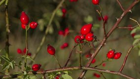 A bush with ripe red rose hips. Sunset time. A light breeze gently sways the leaves. Close-up shot. - Powered by Shutterstock - Get 15% off with code: PIKWIZARD15
