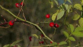 A bush with ripe red rose hips. Sunset time. A light breeze gently sways the leaves. Close-up shot. - Powered by Shutterstock - Get 15% off with code: PIKWIZARD15
