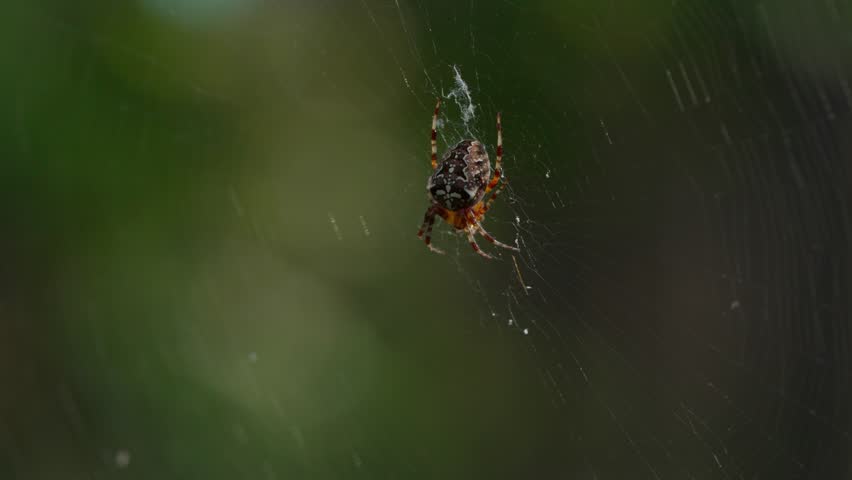 The European garden spider (Araneus diadematus) hangs on its web, resting quietly. The characteristic abdominal pattern and the structure of the silk threads are clearly visible.