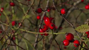 A bush with ripe red rose hips. Sunset time. A light breeze gently sways the leaves. Close-up shot. - Powered by Shutterstock - Get 15% off with code: PIKWIZARD15