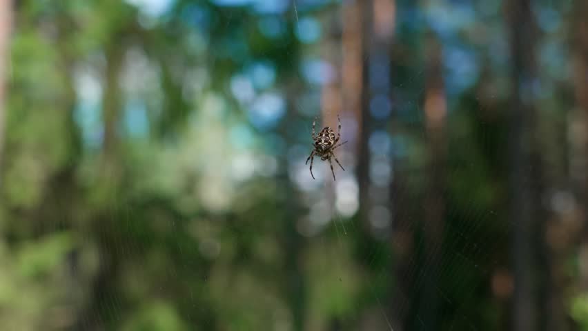 The European garden spider Araneus diadematus hangs on its web, resting quietly. The characteristic abdominal pattern and the structure of the silk threads are clearly visible.