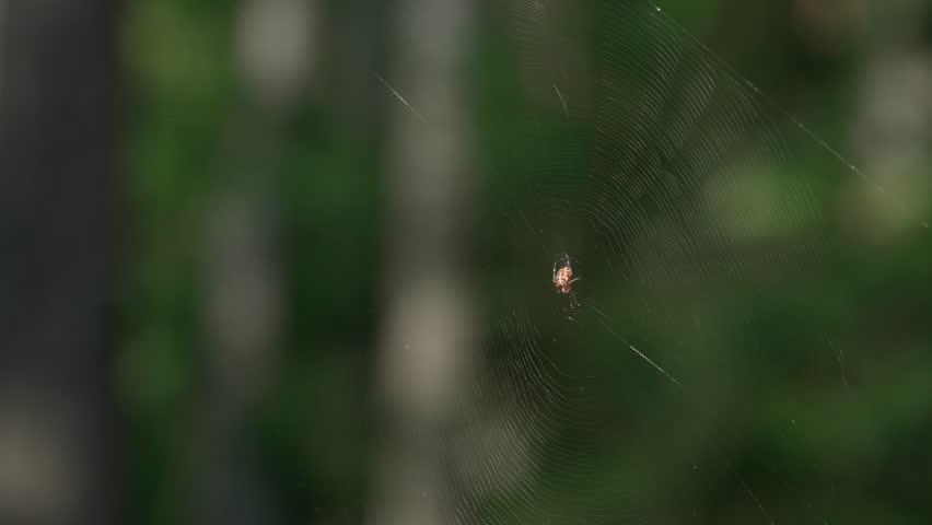 The European garden spider (Araneus diadematus) hangs on its web, resting quietly. The characteristic abdominal pattern and the structure of the silk threads are clearly visible.