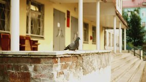 A pigeon walks alone on the parapet near a building in the city. The camera captures the bird in close-up - Powered by Shutterstock - Get 15% off with code: PIKWIZARD15