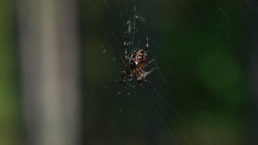 The European garden spider Araneus diadematus hangs on its web, resting quietly. The characteristic abdominal pattern and the structure of the silk threads are clearly visible.