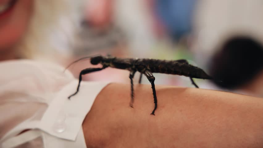 A large insect crawls on a person