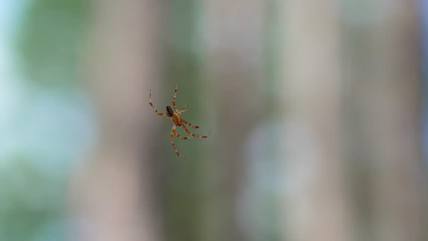 The European garden spider Araneus diadematus hangs on its web, resting quietly. The characteristic abdominal pattern and the structure of the silk threads are clearly visible.