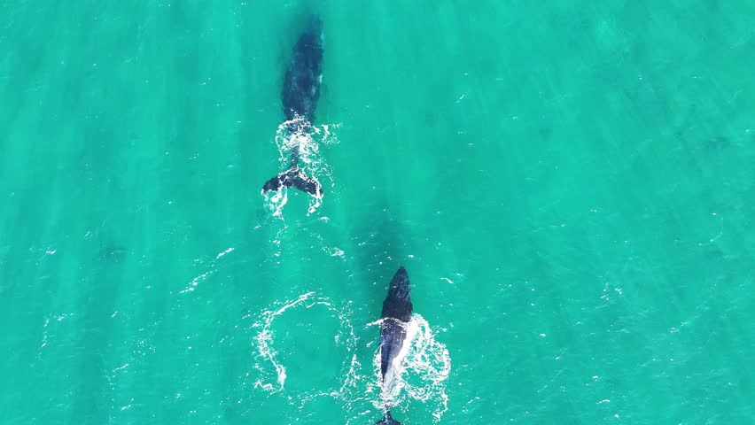 aerial drone footage of playful Humpback whales, Megaptera novaeangliae, swimming with each other in the turquoise salt water of the sea in the gulf of Exmouth in West Australia during mating season.