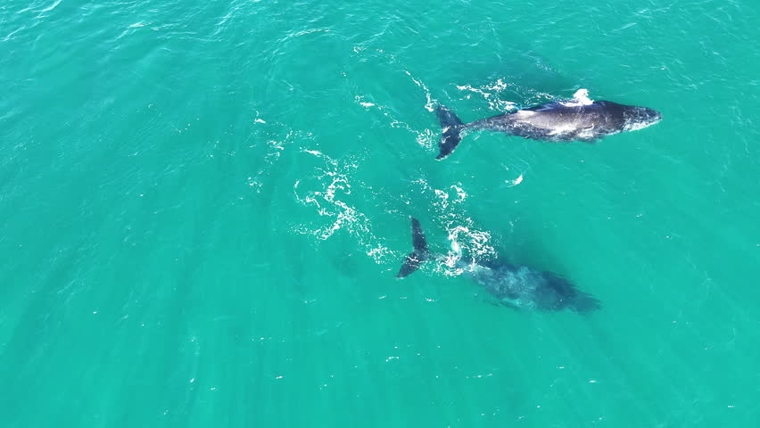 aerial drone footage of playful Humpback whales, Megaptera novaeangliae, swimming with each other in the turquoise salt water of the sea in the gulf of Exmouth in West Australia during mating season.