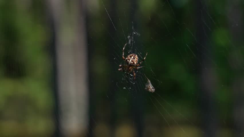 The European garden spider Araneus diadematus hangs on its web, resting quietly. The characteristic abdominal pattern and the structure of the silk threads are clearly visible.