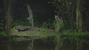 A European polecat crosses a dark forest patch with faint green light giving shape to moss and soil - Powered by Shutterstock - Get 15% off with code: PIKWIZARD15
