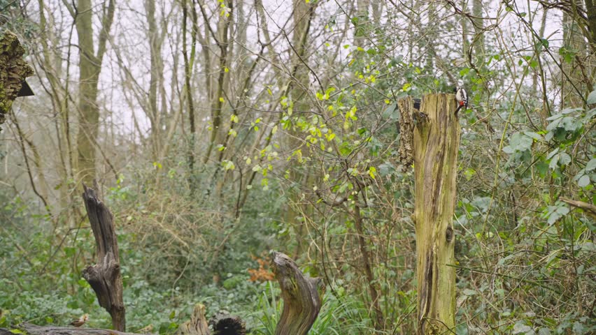 Great spotted woodpecker climbs rough bark as soft lighting brightens nearby branches and forest tones