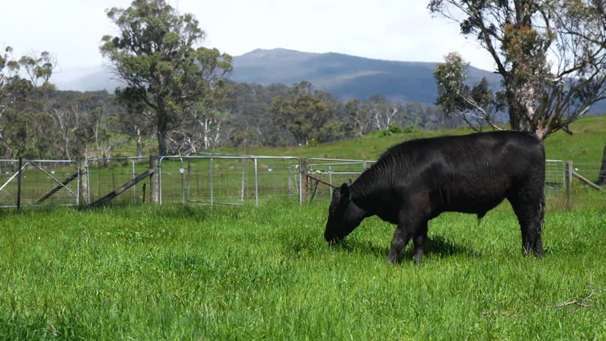 grazing herd if black Stud Angus cows in a field free range beef cattle on a farm. Portrait of cow close up	