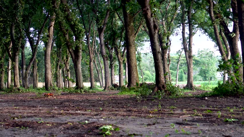 A wide, low-angle shot emphasizes the dense rows of tall trees in the forest. The sturdy tree trunks form a natural corridor, with a dark, open area of ​​ground in the foreground.