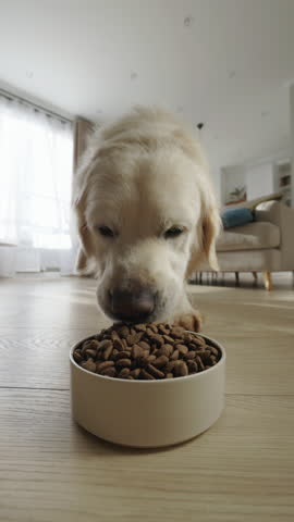 Golden Retriever Jumping Over Sofa And Rushing To Food Bowl In Bright Living Room Showing Healthy Appetite Active Pet Behavior Joyful Energy Clean Home Modern Lifestyle