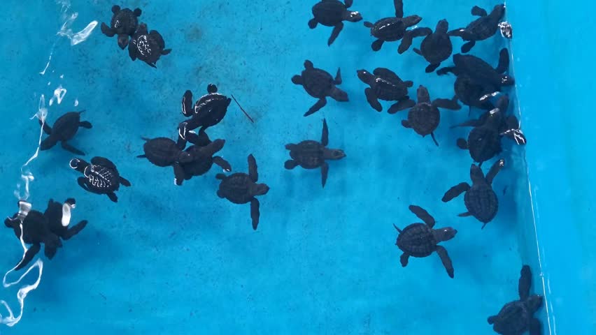 Dozens of endangered sea turtle hatchlings swarm and swim vigorously in a clear adaptation pool. This footage captures the vital pre-release training process at a marine conservation facility.