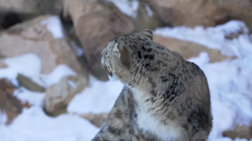 Powerful snow leopard inspects surrounding snowy ground with open mouth showing sharp curved fangs. Cat moves with focused alert posture