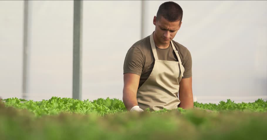 Young man checking fresh green lettuce in hydroponic greenhouse on a sunny day. Entrepreneur work in hydroponic farm. Planting without soil, modern farming.