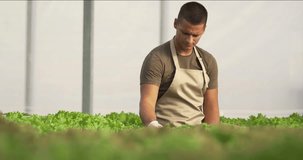 Young man checking fresh green lettuce in hydroponic greenhouse on a sunny day. Entrepreneur work in hydroponic farm. Planting without soil, modern farming. - Powered by Shutterstock - Get 15% off with code: PIKWIZARD15