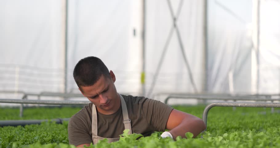 Agronomist inspecting fresh green lettuce growing in the hydroponic farm greenhouse. Agriculture production concept. Banner, copy space