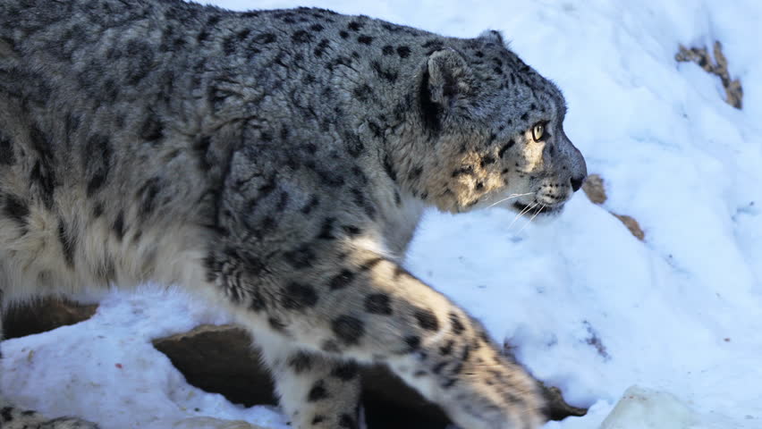 Snow leopard steps across snowy surface moving toward metal enclosure. Powerful paws press softly into powder creating delicate prints