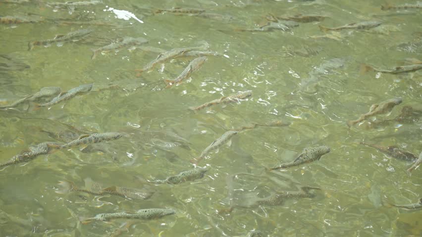 A trout fishing pond along a clear stream