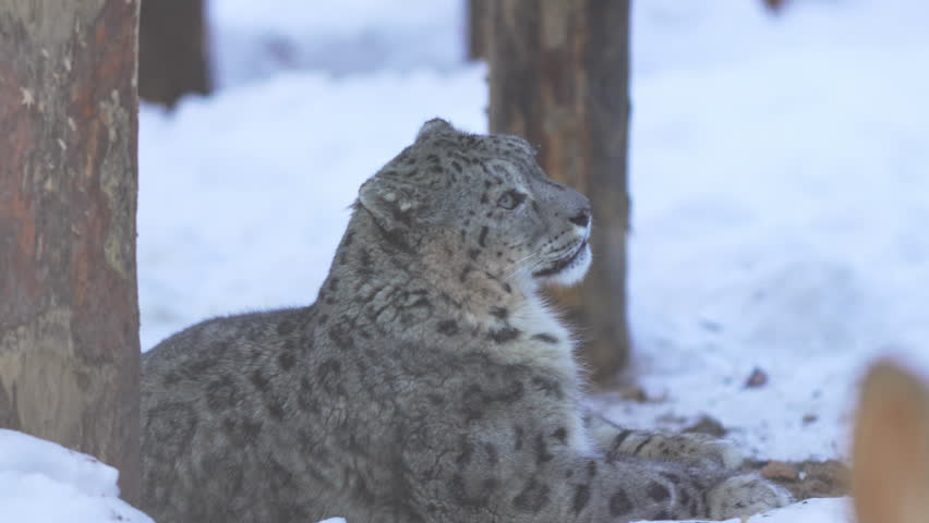 Relaxed snow leopard lies on soft snowy layer between wooden trunk. Predator calmly surveys quiet surroundings in frozen sanctuary landscape