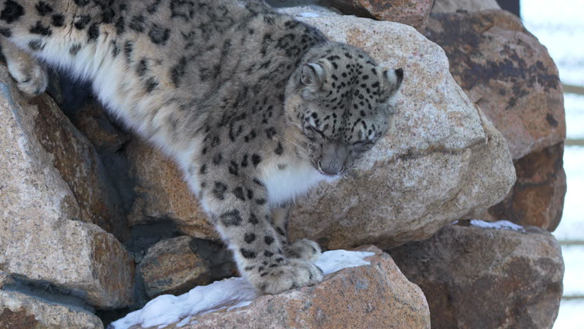 Snow leopard descends mound of massive snowy boulders with confident feline agility. Thick tail stabilizes powerful frame in rugged habitat