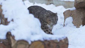 Snow leopard steps softly across deep glittering snow with strong confident paws. Animal moves through frosty sanctuary with quiet power - Powered by Shutterstock - Get 15% off with code: PIKWIZARD15