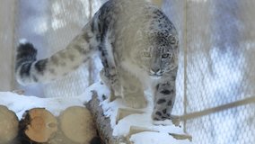 Snow leopard descends snowy wooden stairs with slow precision. Powerful predator moves toward enclosure fence through crisp winter air - Powered by Shutterstock - Get 15% off with code: PIKWIZARD15