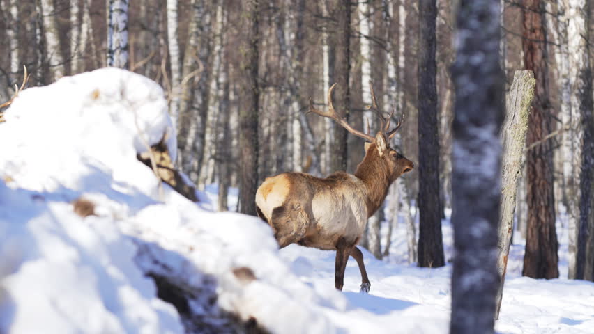 Deer with branching antlers walks across thick snow among frosty trees. Sunlight filters through icy branches highlighting elegant figure