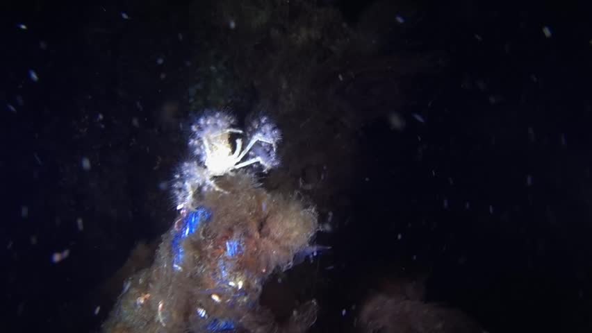 Achaeus spinosus is commonly referred to as Spiny Spider Crab, Electric Crab. Taken on a night dive, Tulamben, Bali