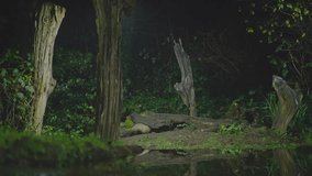 A European polecat moves through a forest gap where soft green light reveals moss and scattered leaves - Powered by Shutterstock - Get 15% off with code: PIKWIZARD15