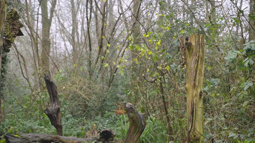 Great spotted woodpecker clings to a tall trunk as soft forest light highlights bark, moss, and branches