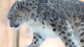 Snow leopard descends wooden ladder near enclosure with graceful confident steps. Powerful feline moves carefully through icy winter habitat - Powered by Shutterstock - Get 15% off with code: PIKWIZARD15