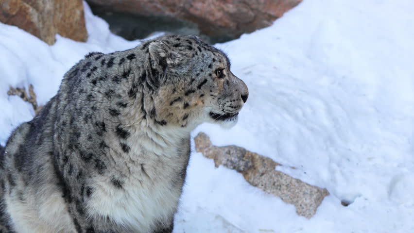 Snow leopard studies wide snowy terrain with intense focused gaze. Calm predator listens closely as crisp winter air carries faint echoes