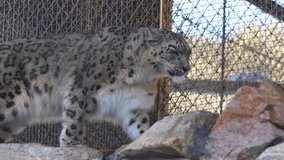 Snow leopard walks steadily across large stone paving near enclosing mesh fence. Animal moves with controlled steps through winter habitat - Powered by Shutterstock - Get 15% off with code: PIKWIZARD15
