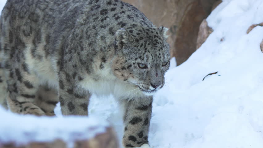 Snow leopard sniffs snowy ground while surveying frosty environment. Muscular feline pauses ears perked senses sharp in winter enclosure