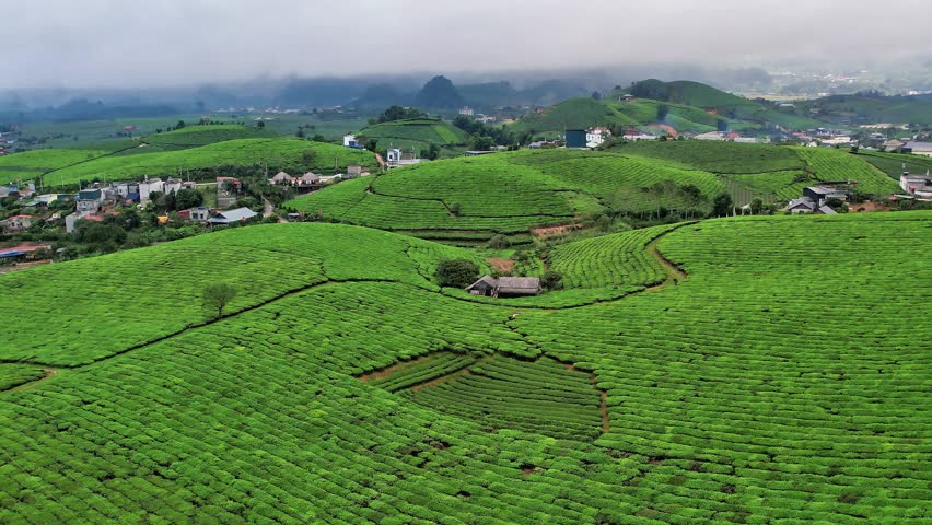 A drone descends over vast emerald tea hills, revealing a lone house nestled in a hollow between the terraces. Endless green waves stretch to distant misty mountains capped with clouds.