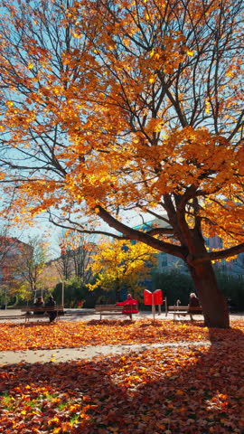 Autumn Serenity: A Park Scene with Vibrant Yellow Foliage and Red Mailboxes
