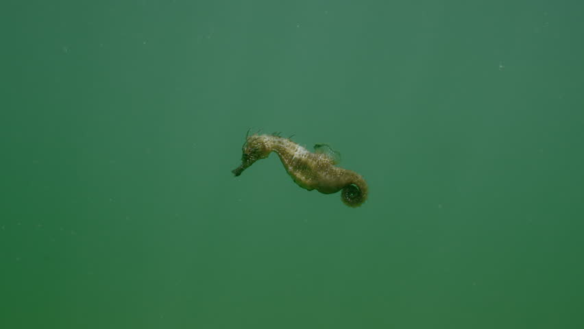 Pregnant male Seahorse swimming in water column in sun rays, Slow motion, Long Snouted Seahorse (Hippocampus guttulatus)