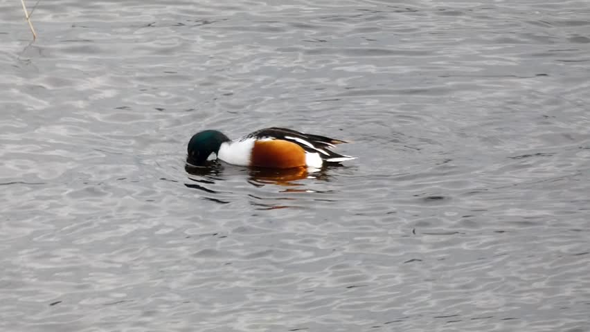 A northern shoveler drake resorts to dabbling, instead of his usual surface skimming feeding behaviour, as a result of high water levels rendering surface feeding less productive.