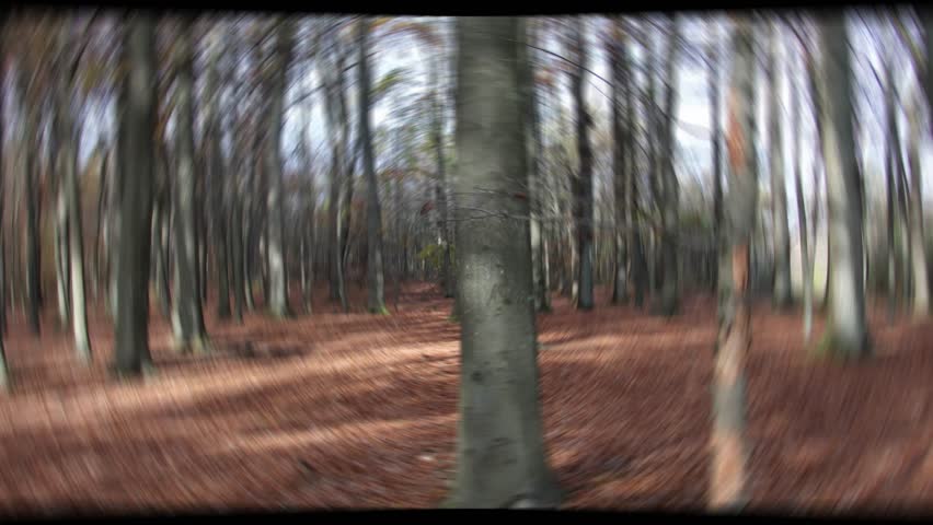 the sky and the branches of the ash turn on themselves in blurr