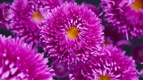Looping 3D animation of pink aster flowers swaying softly in the wind as delicate petals float around, forming a calm and vibrant floral scene. - Powered by Shutterstock - Get 15% off with code: PIKWIZARD15