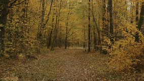 Shirtless bodybuilder with heart rate monitor on his chest runs along path in an autumn forest during leaf fall. - Powered by Shutterstock - Get 15% off with code: PIKWIZARD15