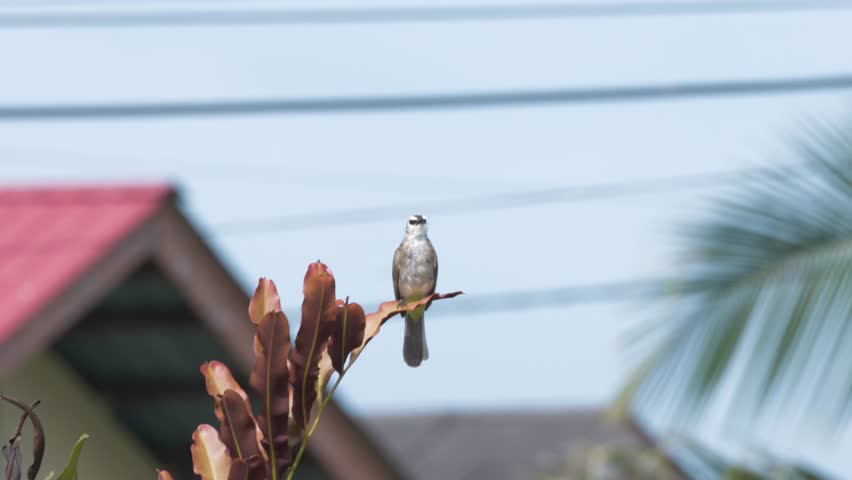 Yellow vented Bulbul bird perching on a tree, cute bird perching on a branch. Song bird singing
