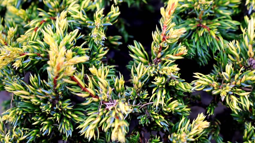 Close-up of juniper branches with yellow and green needles