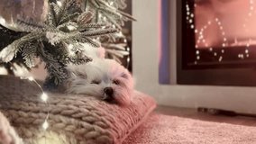 Dog Resting by Fireplace Under Christmas Tree – Cozy Holiday Video - Powered by Shutterstock - Get 15% off with code: PIKWIZARD15