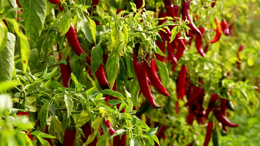 Red chili peppers in the garden. Rows of ripe red peppers grow on lush green plants in an outdoor garden. The vibrant peppers hang densely among the leaves, bathed in natural sunlight.