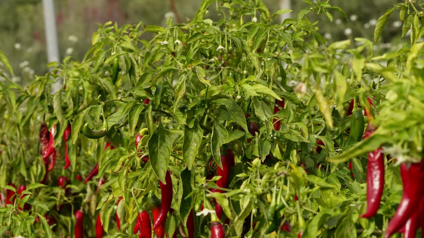 Red chili peppers in the garden. Rows of ripe red peppers grow on lush green plants in an outdoor garden. The vibrant peppers hang densely among the leaves, bathed in natural sunlight.