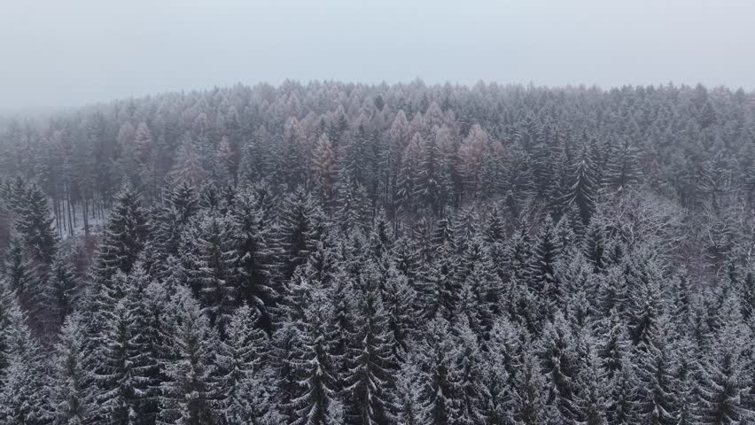 Snow-covered forest in Czech Republic